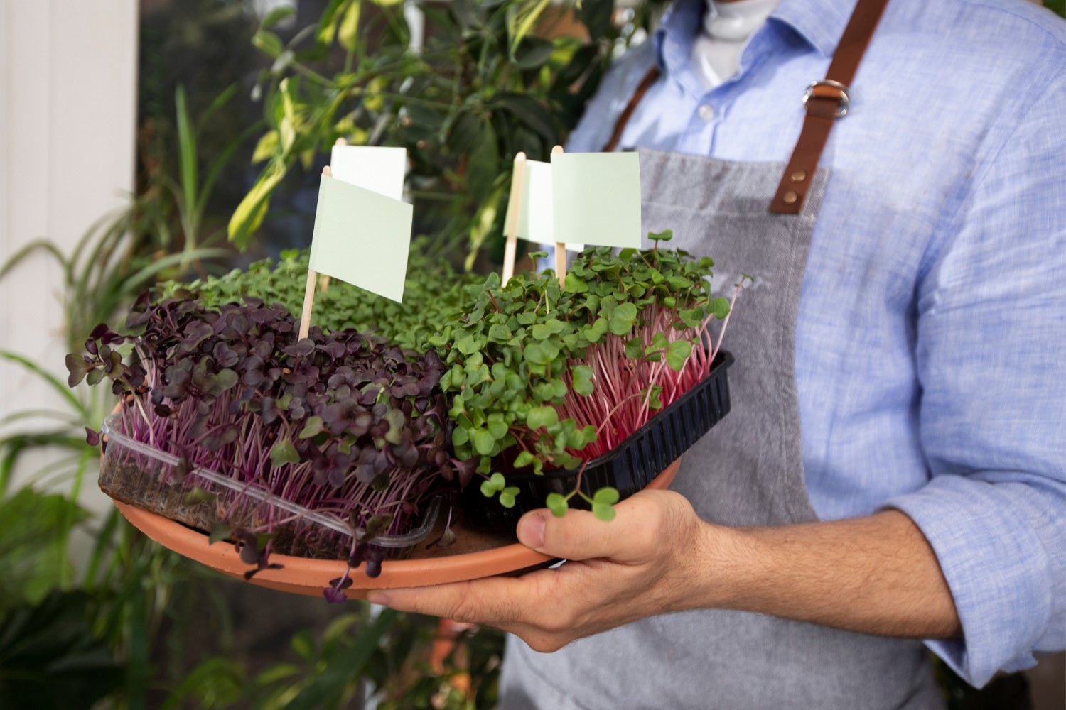 Maraîchers, ventes de plants de légumes à Bordes Maraîchers, ventes de plants de légumes à Bordes